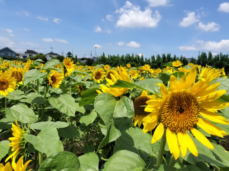 横田農園　なんきちひまわり畑